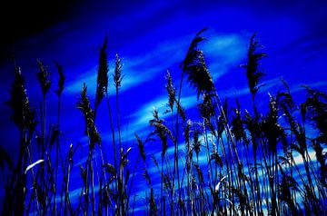 Blaues Gras von De Rover