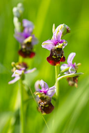 Bumblebee Orchid by Frederic Bauer