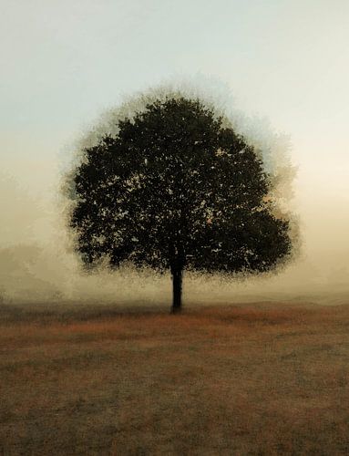 Rozendaal field part 17