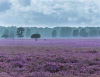 Regen op komst op bloeiende heide