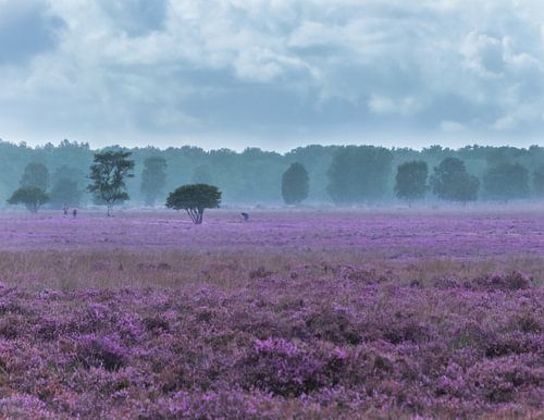 Regen kommt auf blühende Heide
