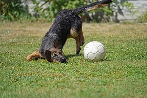 Chienne de berger (chiot) jouant au football