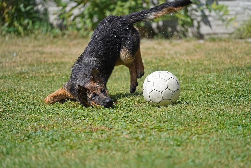 Shepherd dog (puppy) playing with soccer by Babetts Bildergalerie