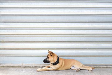 Hond voor het hek van Ulrike Leone
