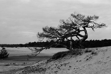 A dead pine on a sand drift in black and white