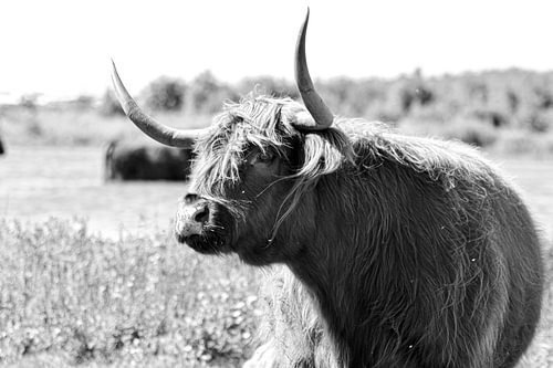 Scottish Highlander