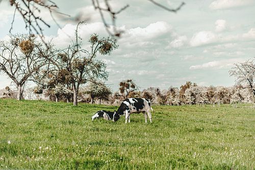 Vaches au pâturage dans une prairie pleine d'arbres en fleurs