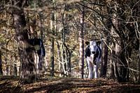 Boskoe bij het Terhorsterzand
