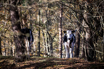 Forest cow near the Terhorsterzand