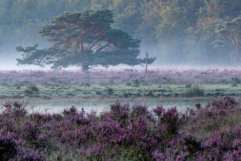 Heath and morning fog. by Anjo ten Kate