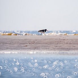 Oystercatcher on the beach by Yanuschka | Fotografie Noordwijk