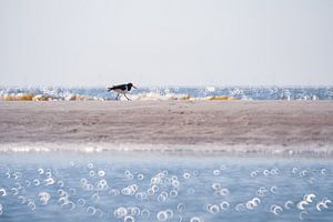 Huîtrier sur la plage