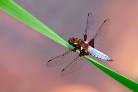 Plattbauch Libelle von Reiner Würz / RWFotoArt