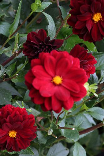 Red dahlia