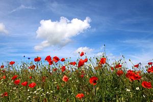Champ de coquelicots