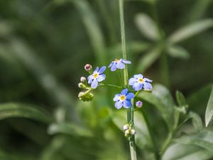 Klein aber fein in Mechels Broek