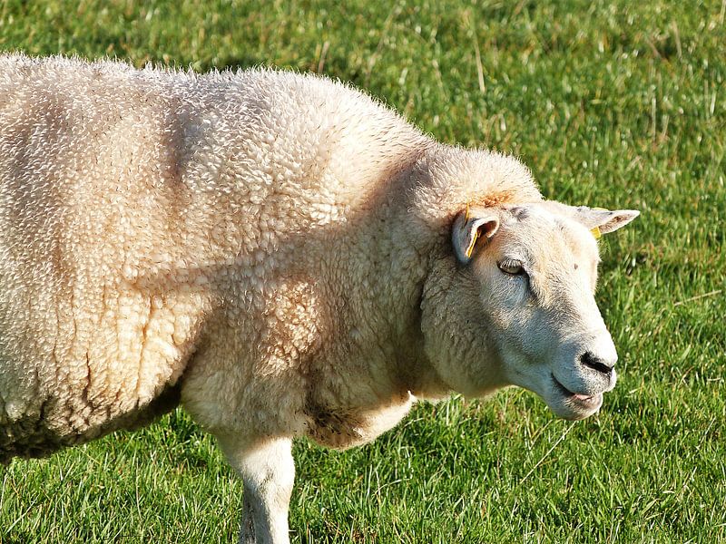Lachend schaap by Lydia de Lange