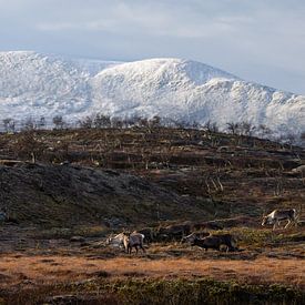 Des rennes dans les montagnes suédoises. sur Remco van Adrichem
