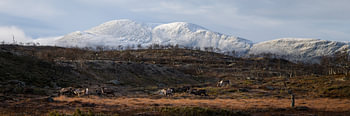 Reindeer in the Swedish mountains.