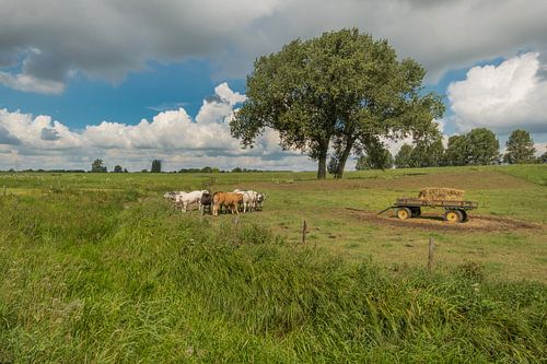 Hollandse koeien bij (hooi) strowagen in de Betuwse polder