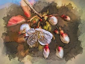 Fleur blanche