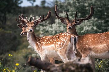 Groep herten (damhert) met nieuwe geweien kijken recht naar de camera - damhert