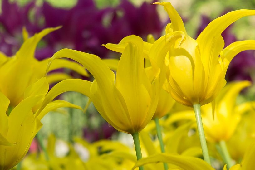 Keukenhof van Ab Wubben