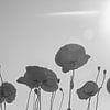 Blühende Mohnblumen in BW von AS Photography