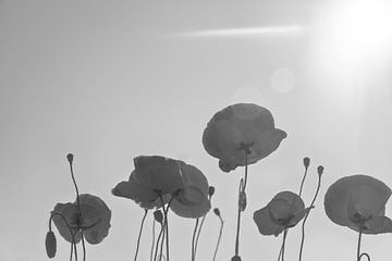 Blooming  poppies in BW