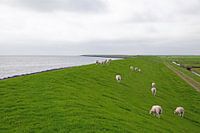 Sheep on Terschelling