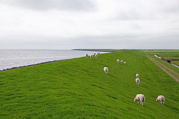 Sheep on Terschelling by Helga Kuiper