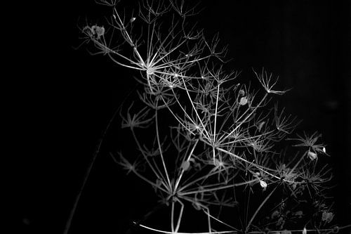Dark garden