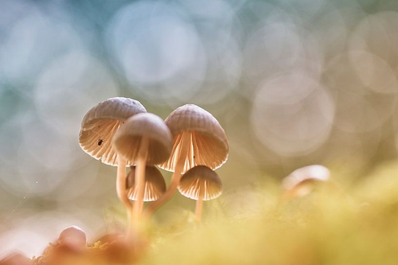 Group of mushrooms and a small spider by Cor de Hamer