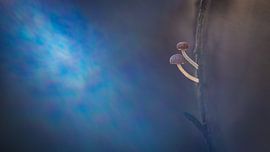 Beam-me up!