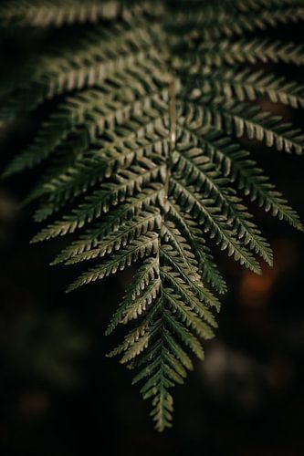 Varen in het avondzonnetje