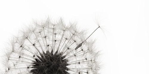 Een panorama van een pluisje die de paardenbloem verlaat