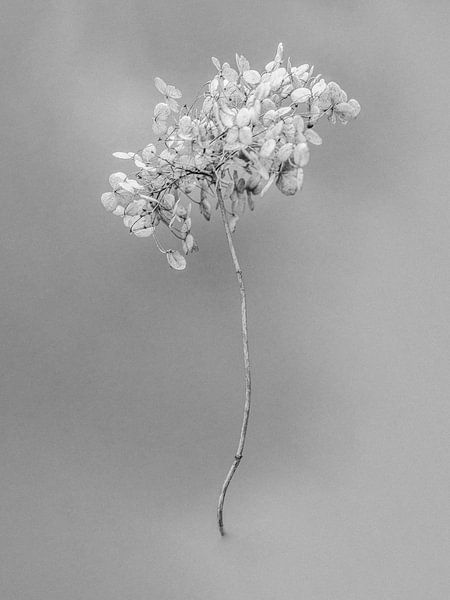 Amid the Flowers 26 by Teis Albers