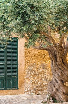 Close-up of old olive tree in front of rustic mediterranean house