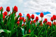 Tulpen im Oldambt (Niederlande) von Jan Sportel Photography Miniaturansicht
