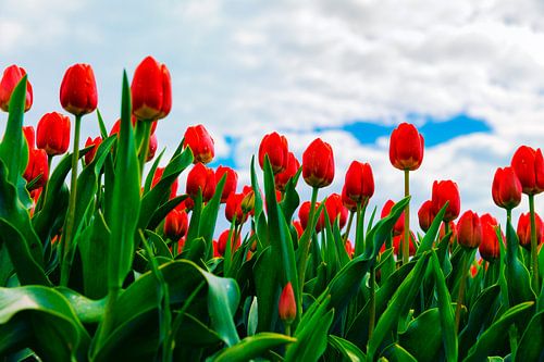 Tulpen in het Oldambt