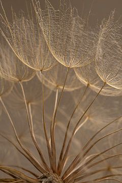 Het licht valt op de pluisjes van een Tragopogon van Marjolijn van den Berg