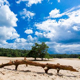 Arbre sur le sable . sur Sander Maas