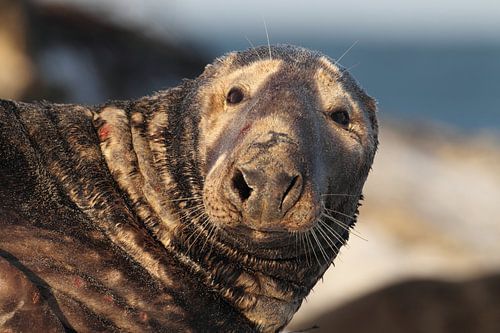 Grijze Zeehond Stier Helgoland Eiland Duitsland