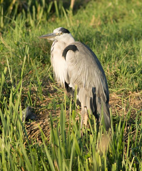 Reiger van Valqueira van der Does