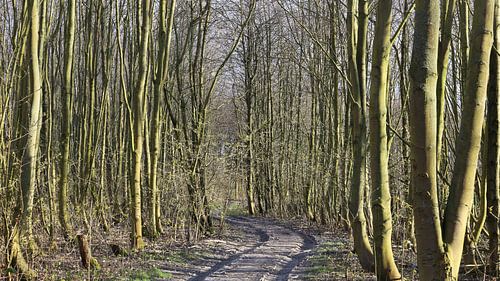 Wagenspur zwischen den Bäumen von Ingrid van Heeswijk