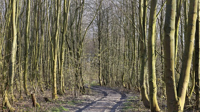Wagon track between the trees by Ingrid van Heeswijk