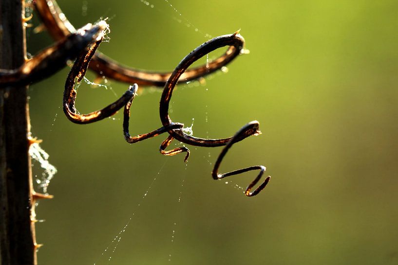 Kardendetail 2 by Heike Hultsch