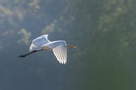vliegende grote zilverreiger van Sven Scraeyen thumbnail