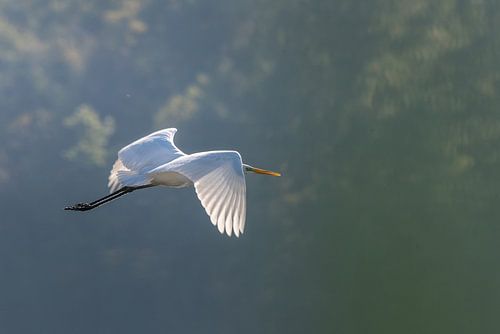 vliegende grote zilverreiger