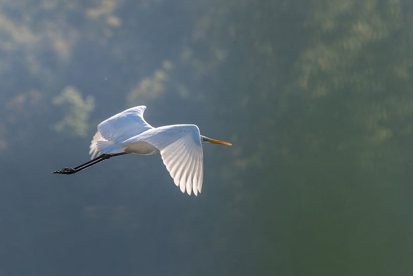 Fliegender Silberreiher von Sven Scraeyen